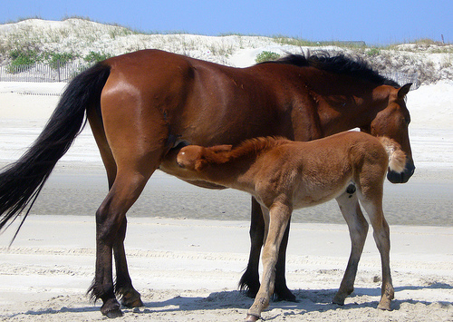 Horse Memorial