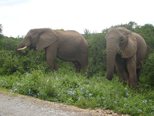 Addo Elephant Park