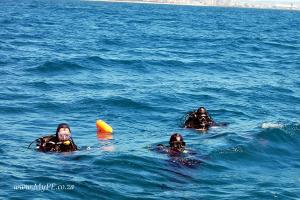 Scuba Diving in Algoa Bay