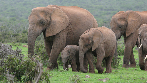 Addo Elephant Park