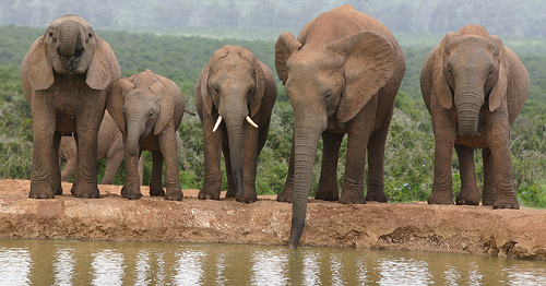 Addo Elephant Park