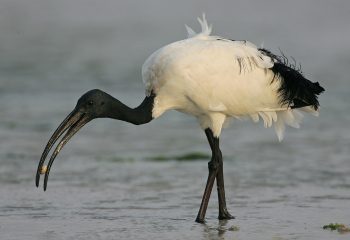 photo of sacred ibis by: steve garvie, dunfermline, fife, scotland