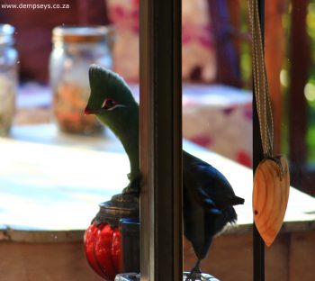 pretty painted face of turaco