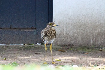 inquisitive yet guarded