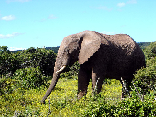 Addo Elephant Park