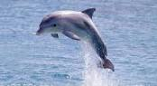 dolphin-jumping