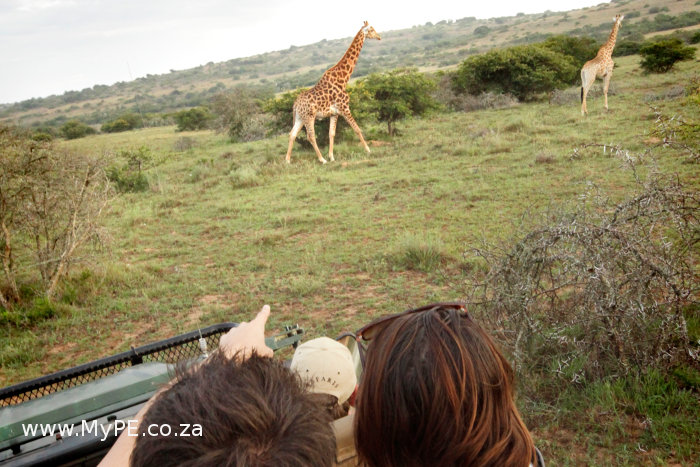Giraffe #ShareTheBay