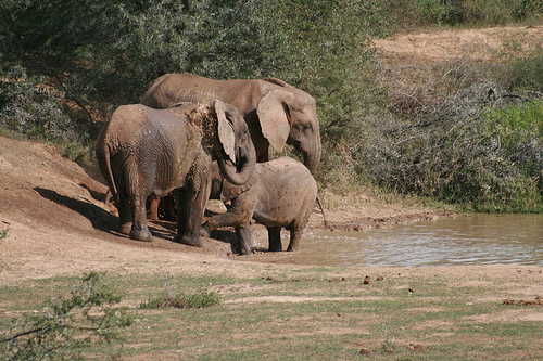 Addo Elephant Park