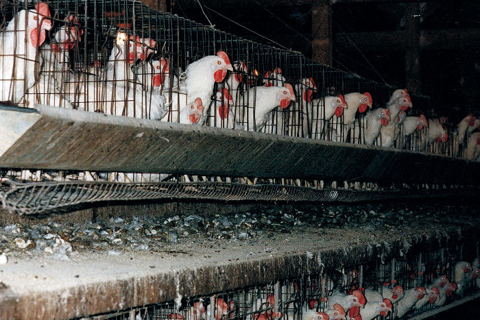 Caged Chickens