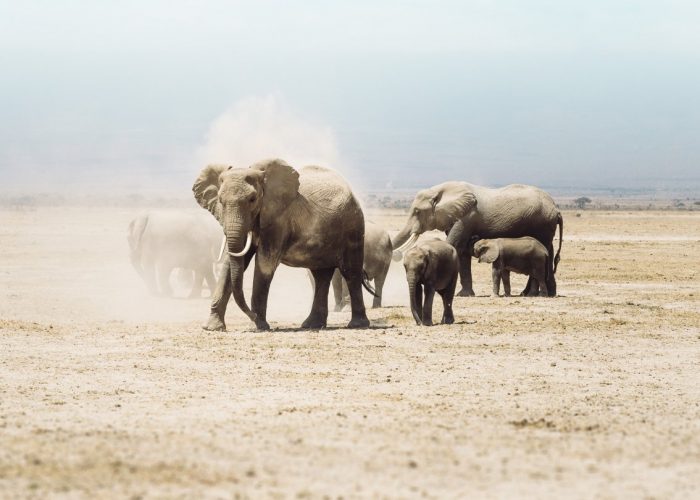Amarula-Name-Them-Save-Them-LR