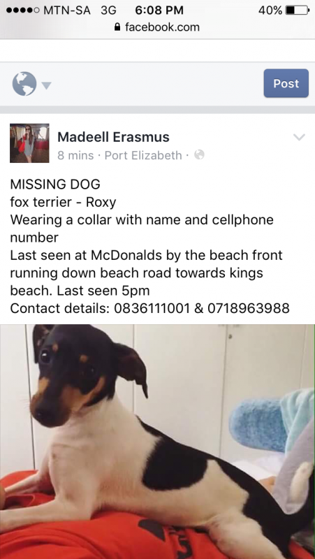 Please help my family find our beloved dog roxy