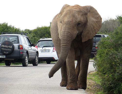 Addo Elephant Park