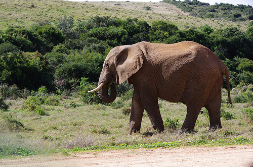 Addo Elephant Park
