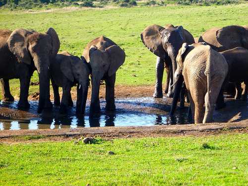 Addo Elephant Park