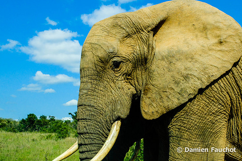 Addo Elephant Park