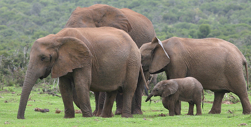 Addo Elephant Park