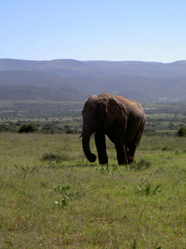 Addo Elephant Park