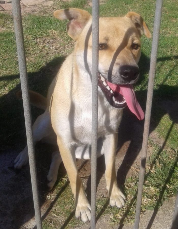 Lost Dog Found in Newton Park