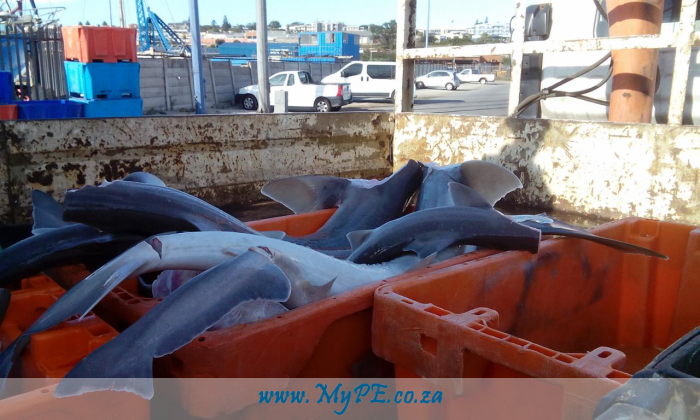Shark Fishing