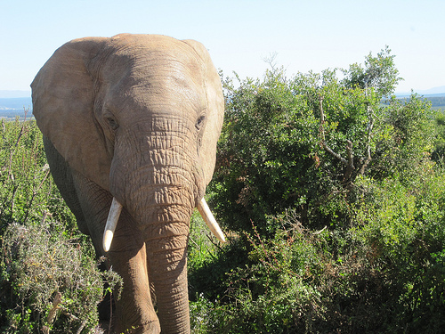 Addo Elephant Park