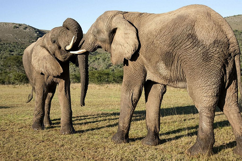Addo Elephant Park