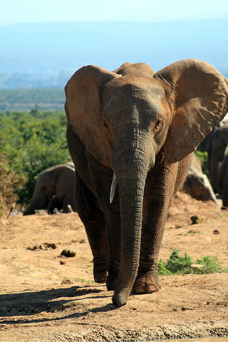 Addo Elephant Park