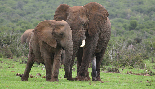 Addo Elephant Park