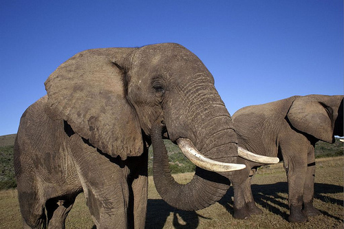 Addo Elephant Park