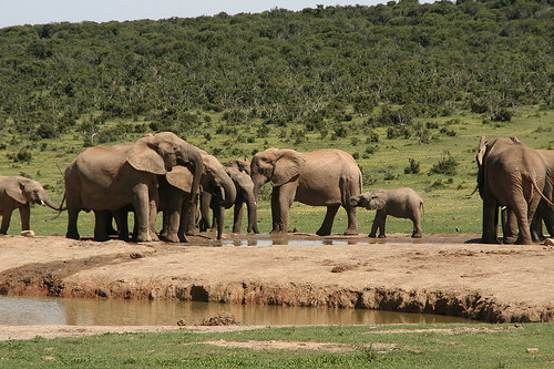 Addo Elephant Park