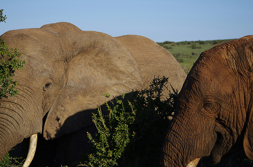 Addo Elephant Park