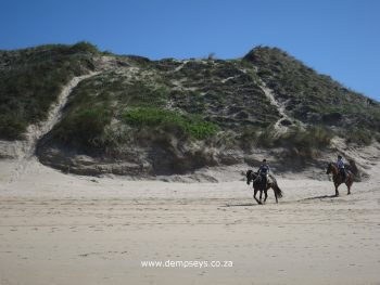 a delight to watch horses take command of the beach