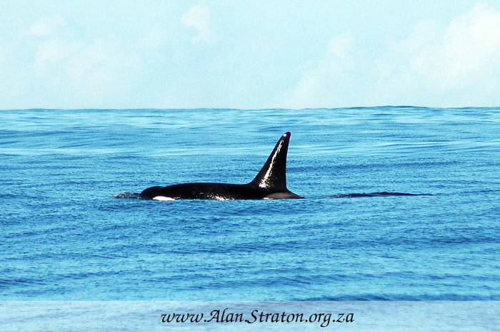 Killer Whale in Algoa Bay