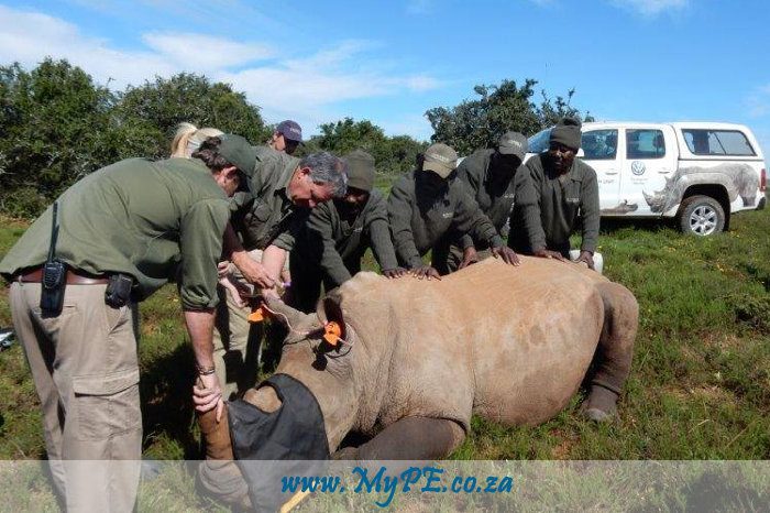 Rhino Darting