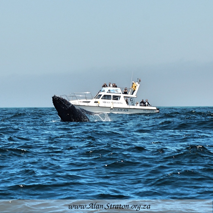 Humpback Whale Breach