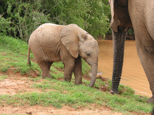 Addo Elephant Park