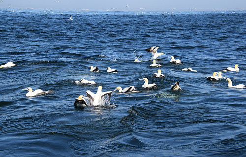Algoa Bay