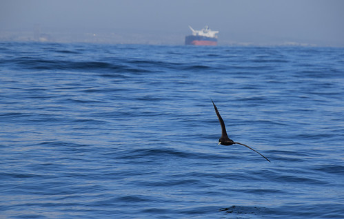 Algoa Bay