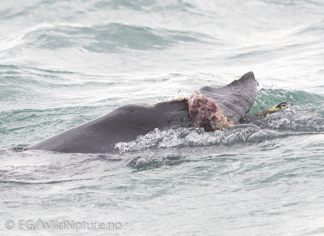 Fishing Line is deadly - Injured Bottlenose Dolphin of the coast of Port Elizabeth. Photo: Eirik Grønningsæter