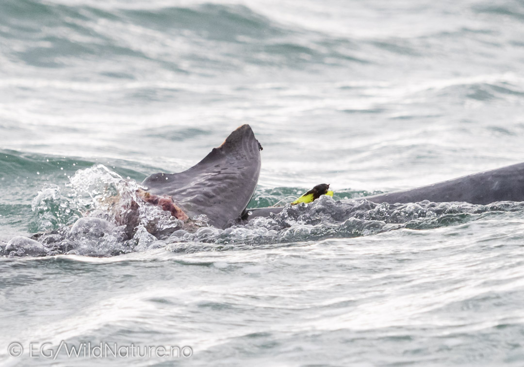 Fishing Line is deadly - Injured Bottlenose Dolphin of the coast of Port Elizabeth. Photo: Eirik Grønningsæter