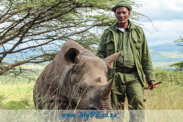 Rhino