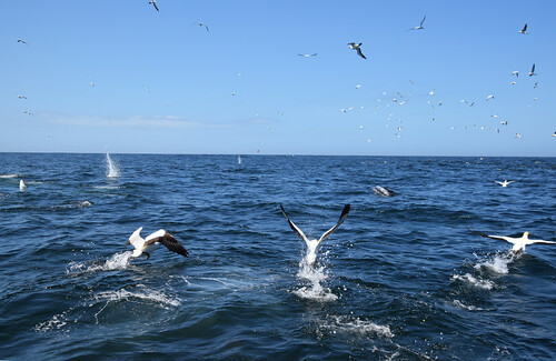 Algoa Bay