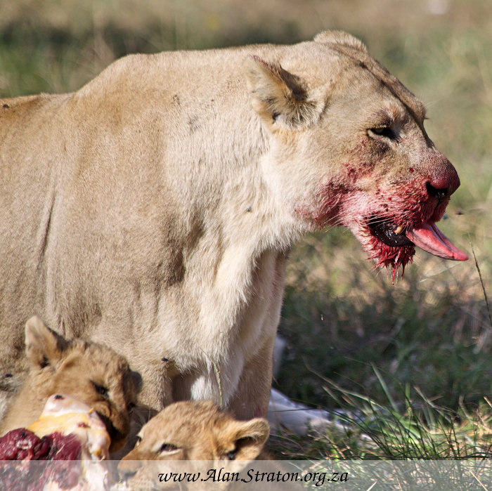Inkwenkwezi White Lions