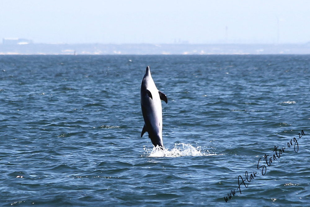 Breaching Dolphin