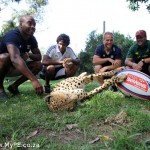 Sevens Cheetah