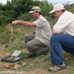 Hopewell Puffadder