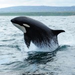 Female killer whale breaching