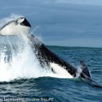 Male killer whale tail slapping