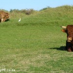 Summerstrand New residents