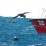 Giant Northern Petrel NSRI