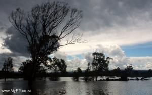 Sumcay Trees
